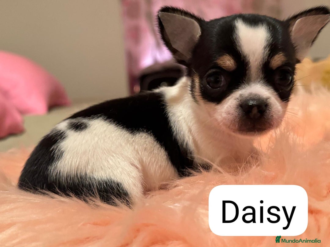Chihuahua perros en venta: CHIHUAHUAS MINI TOYS - Imagen 2