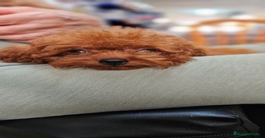 Caniche Toy perros - Propaganda 13