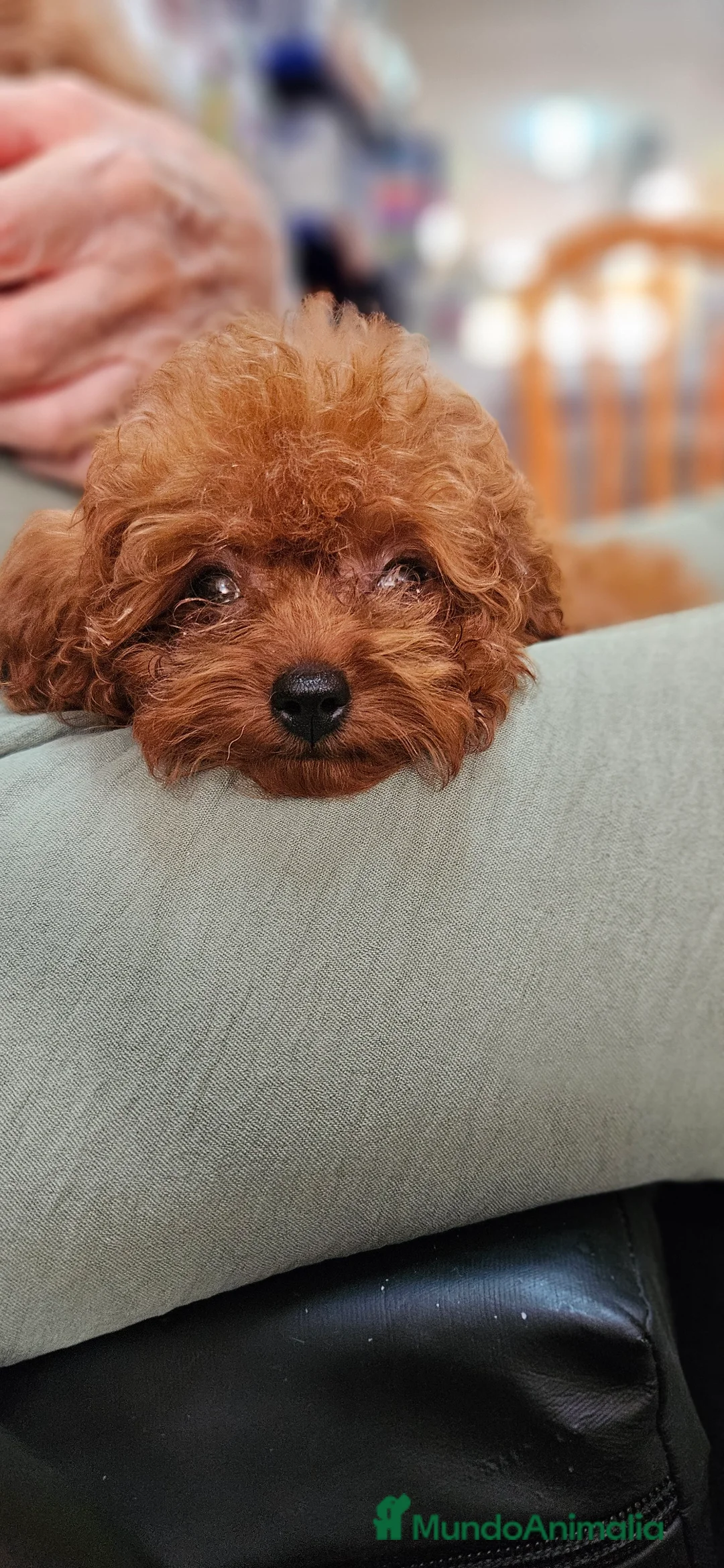 Caniche Toy perros en venta: Caniche toy - Anuncio 10