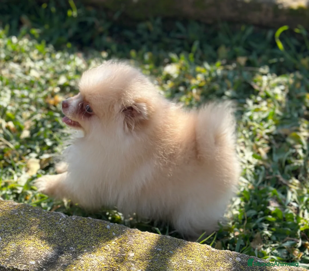 Pomerania perros en venta: POMERANIA HEMBRA CREMA OJOS VERDES en Barcelona - Anuncio 4