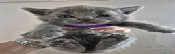 Británico de Pelo Corto gatos en venta: Gatos británico pelo corto - Anuncio 5
