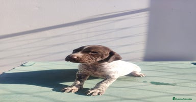 Braco Alemán de Pelo Corto perros - Anuncio 4