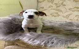 Jack Russell Terrier perros en venta: Cachorros de Jack Russell  - Imagen 19