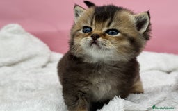 Británico de Pelo Corto gatos en venta: British - Anuncio 5