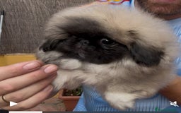 Pekinés perros en venta: Pekines de calidad show  - Imagen 2