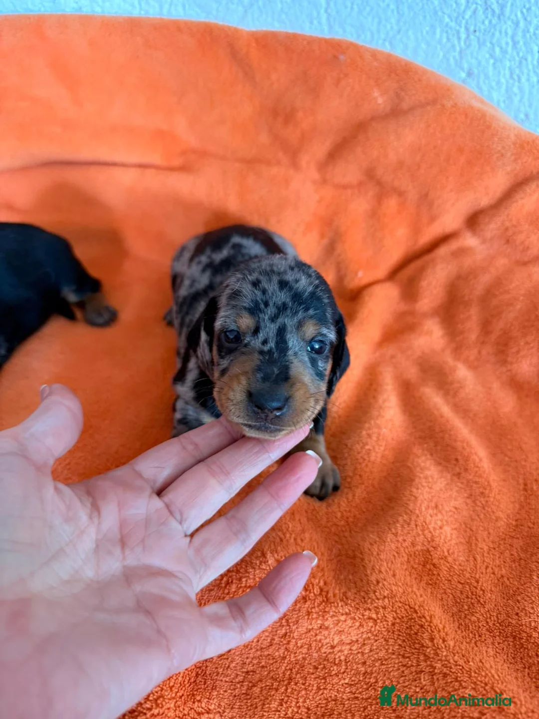 Teckel Miniatura perros en venta: Teckel mini arlequin - Anuncio 1