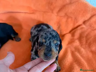 Teckel Miniatura perros Teckel mini arlequin - Anuncio 9