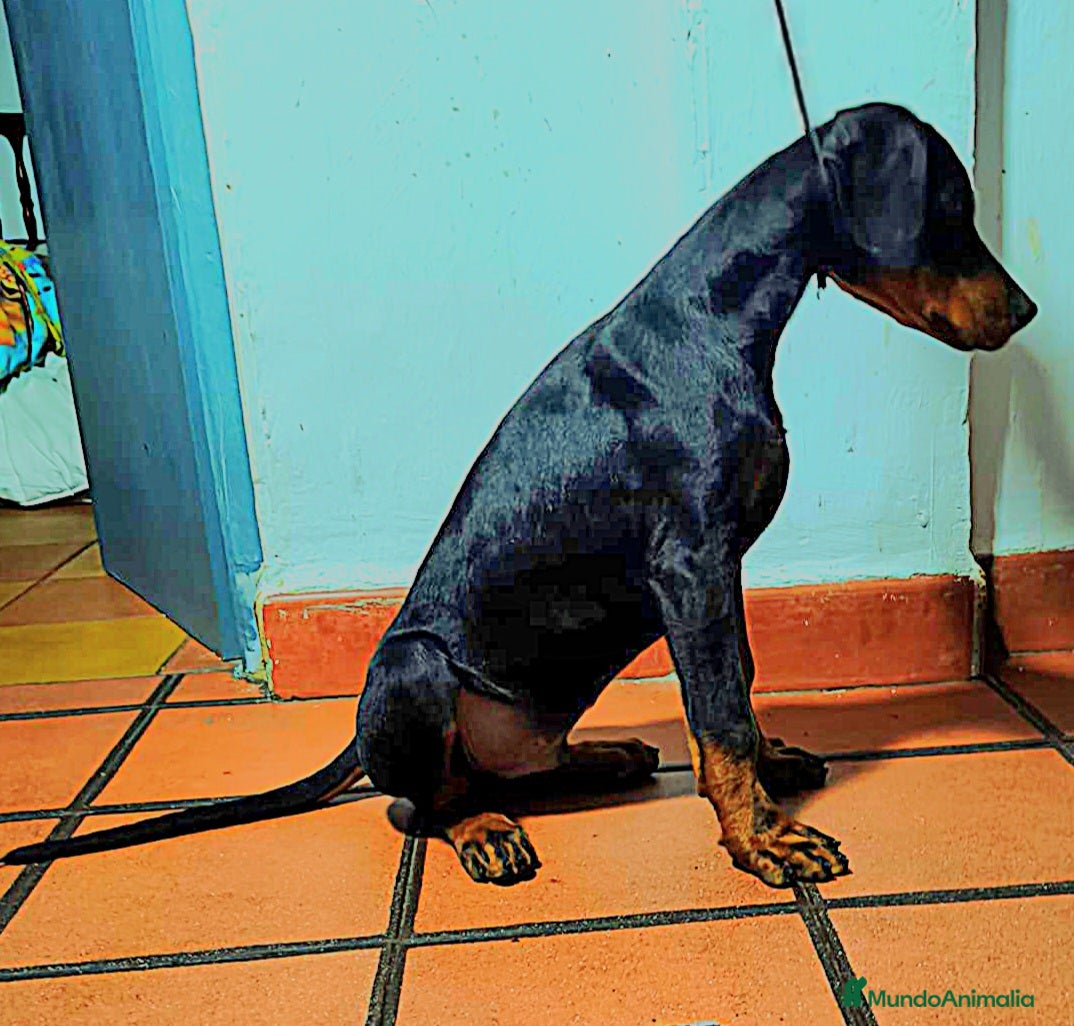 Dobermann perros Doberman macho - Anuncio 1
