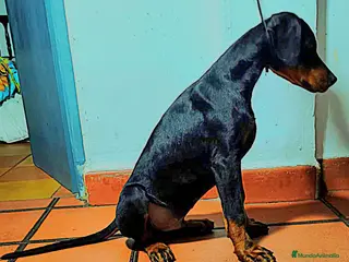 Dobermann perros Doberman macho - Anuncio 1