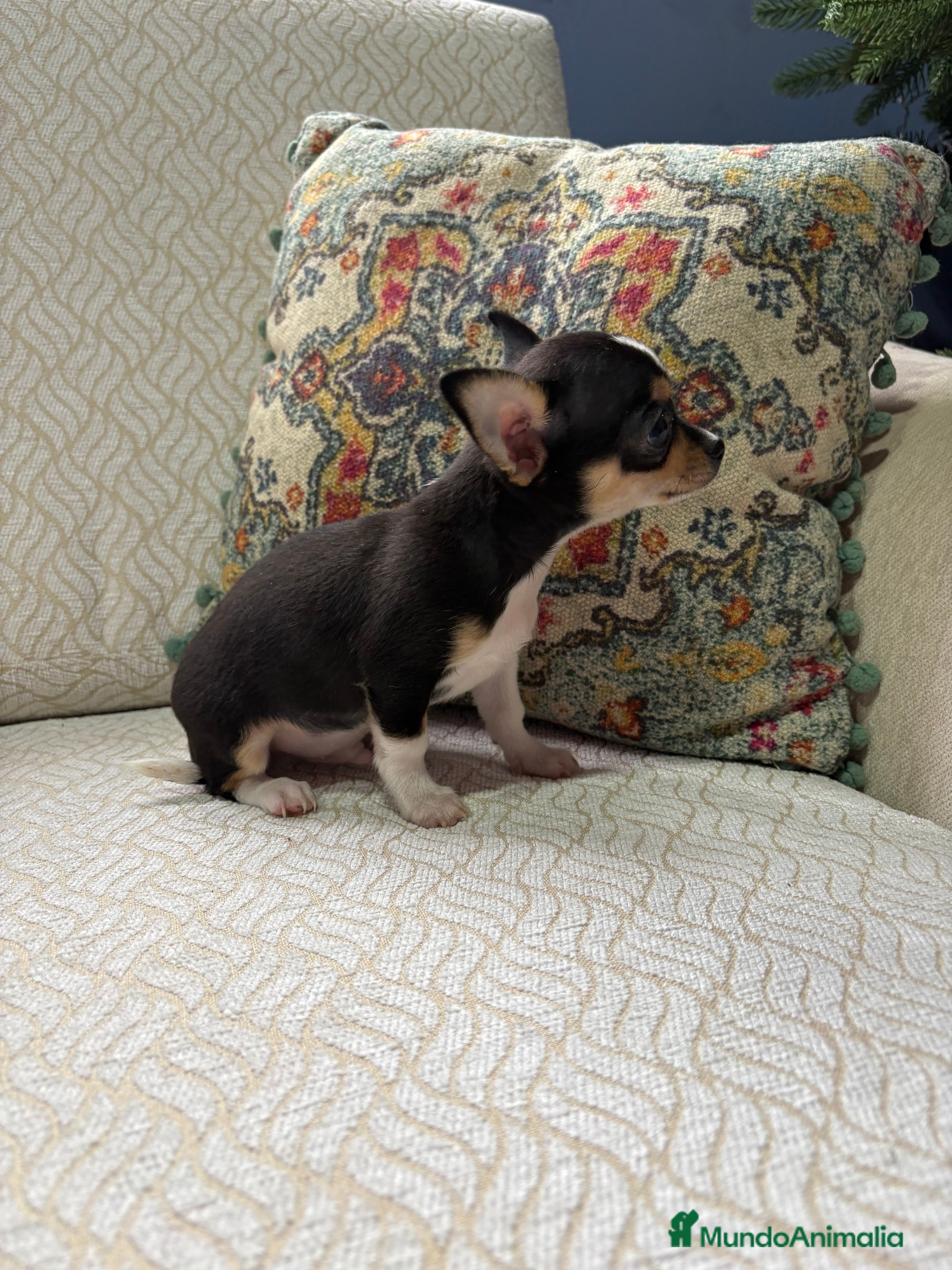 Chihuahua perros Chihuahua toy tricolor  - Anuncio 2