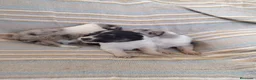 Collie de Pelo Largo perros en venta: Rough collie blue y tricolor  - Anuncio 11