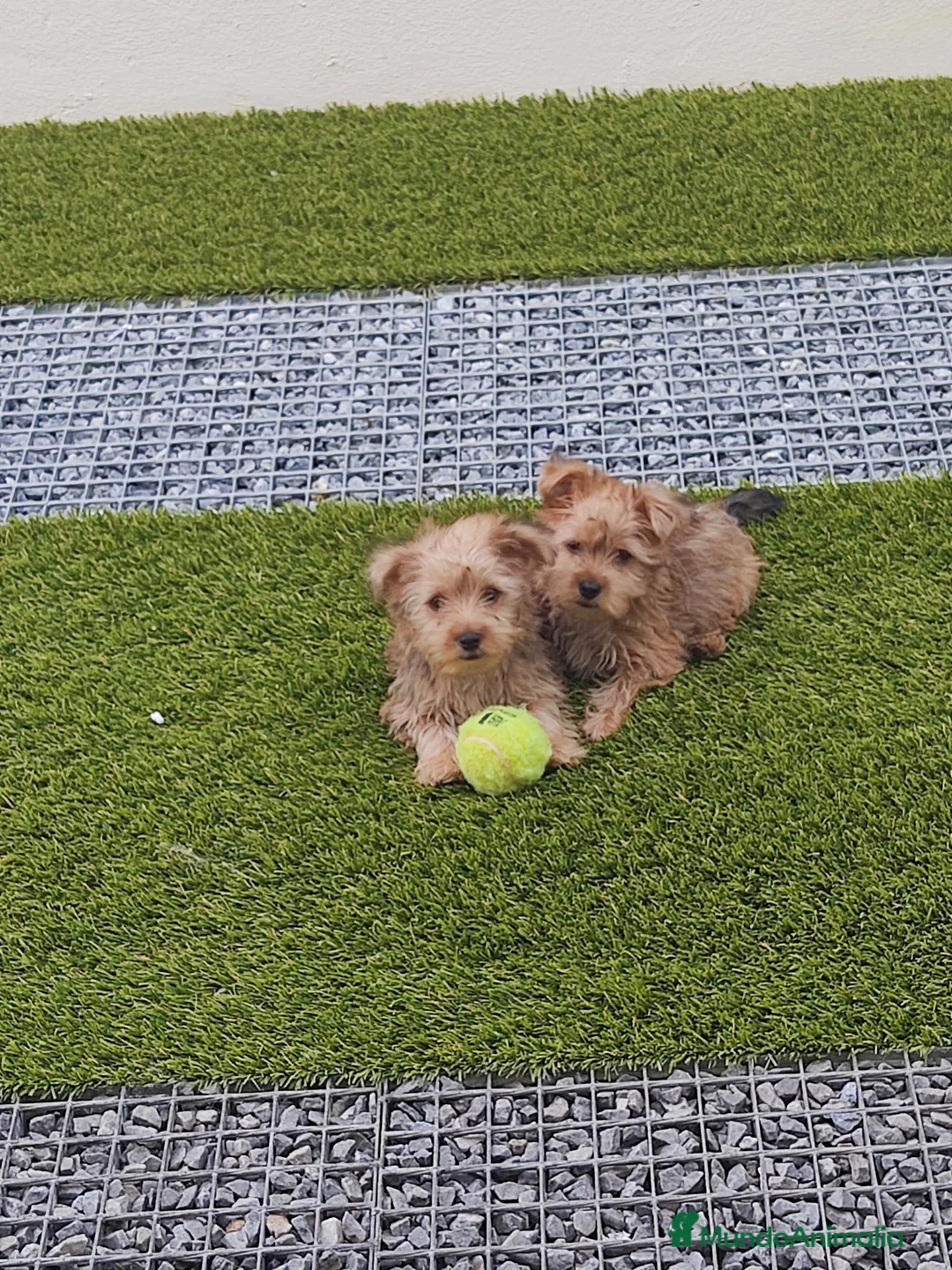 Maltipoo perros en venta: Maltipoo - Anuncio 2
