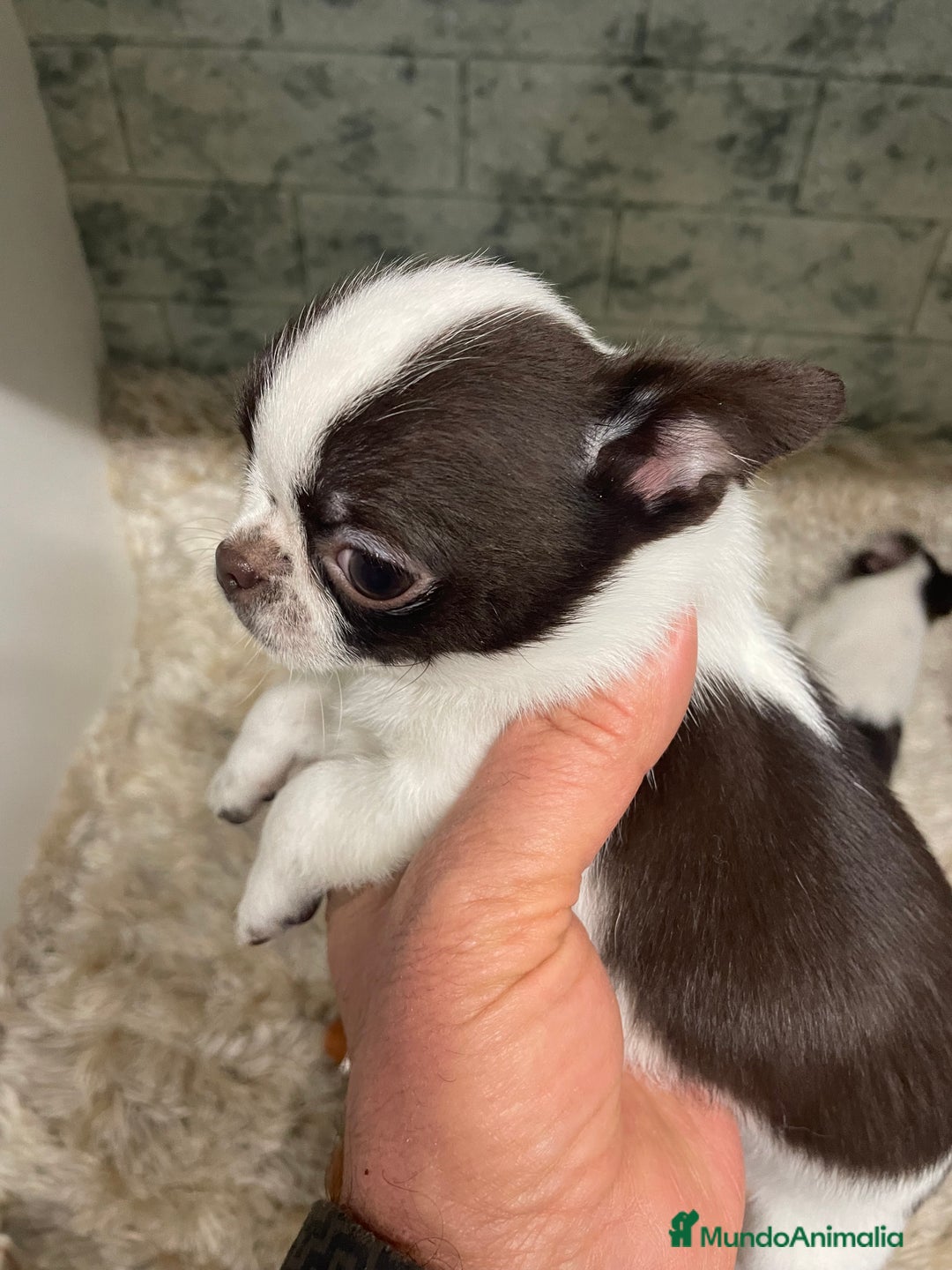Chihuahua perros en venta: Chihuahuas Machos  - Anuncio 5