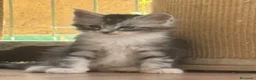 Maine Coon gatos en venta: Preciosa camada de cachorros Maine coon  - Anuncio 21
