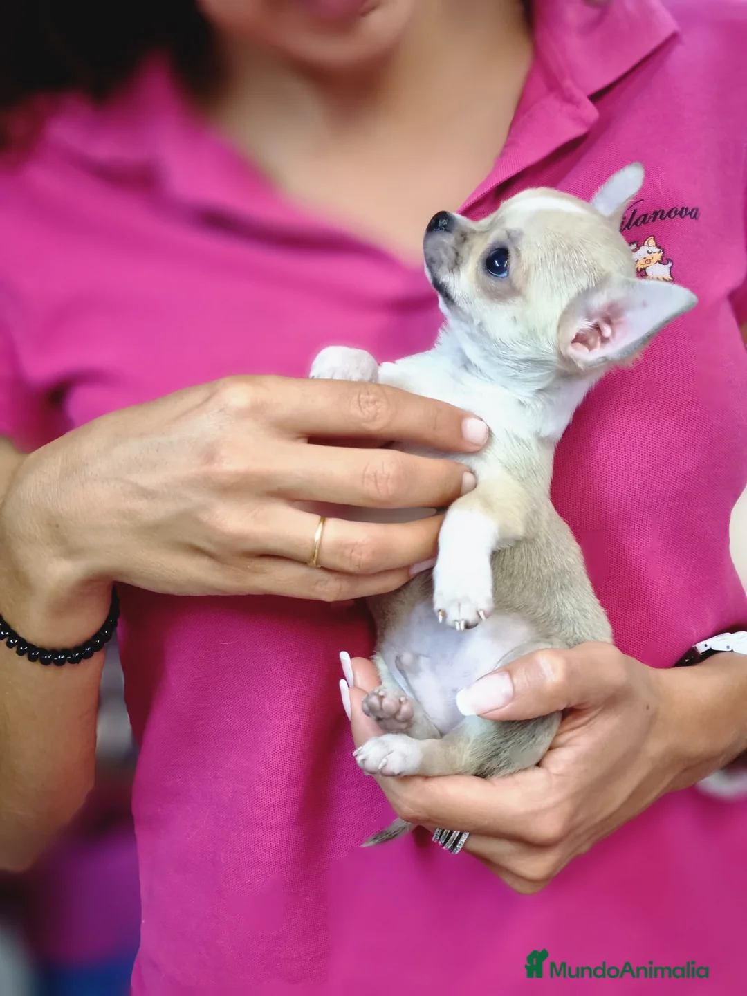Chihuahua perros en venta: Preciosos Chihuahuas toy  en Barcelona - Anuncio 3