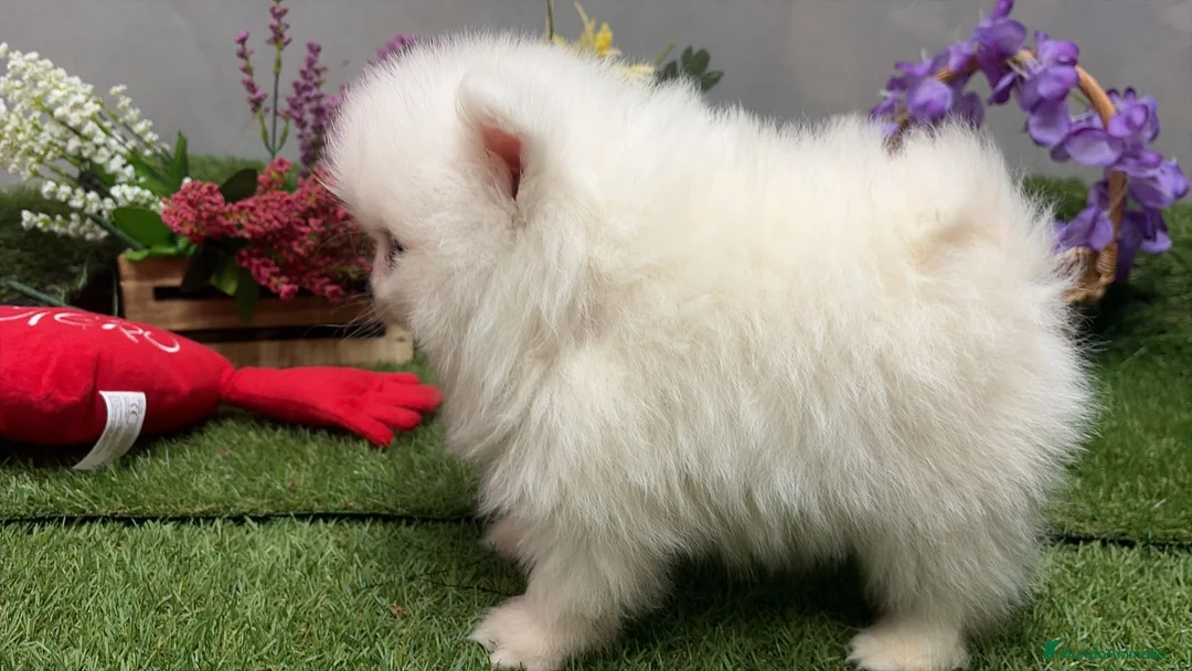 Pomerania perros en venta: Pomerania macho disponible  - Anuncio 1