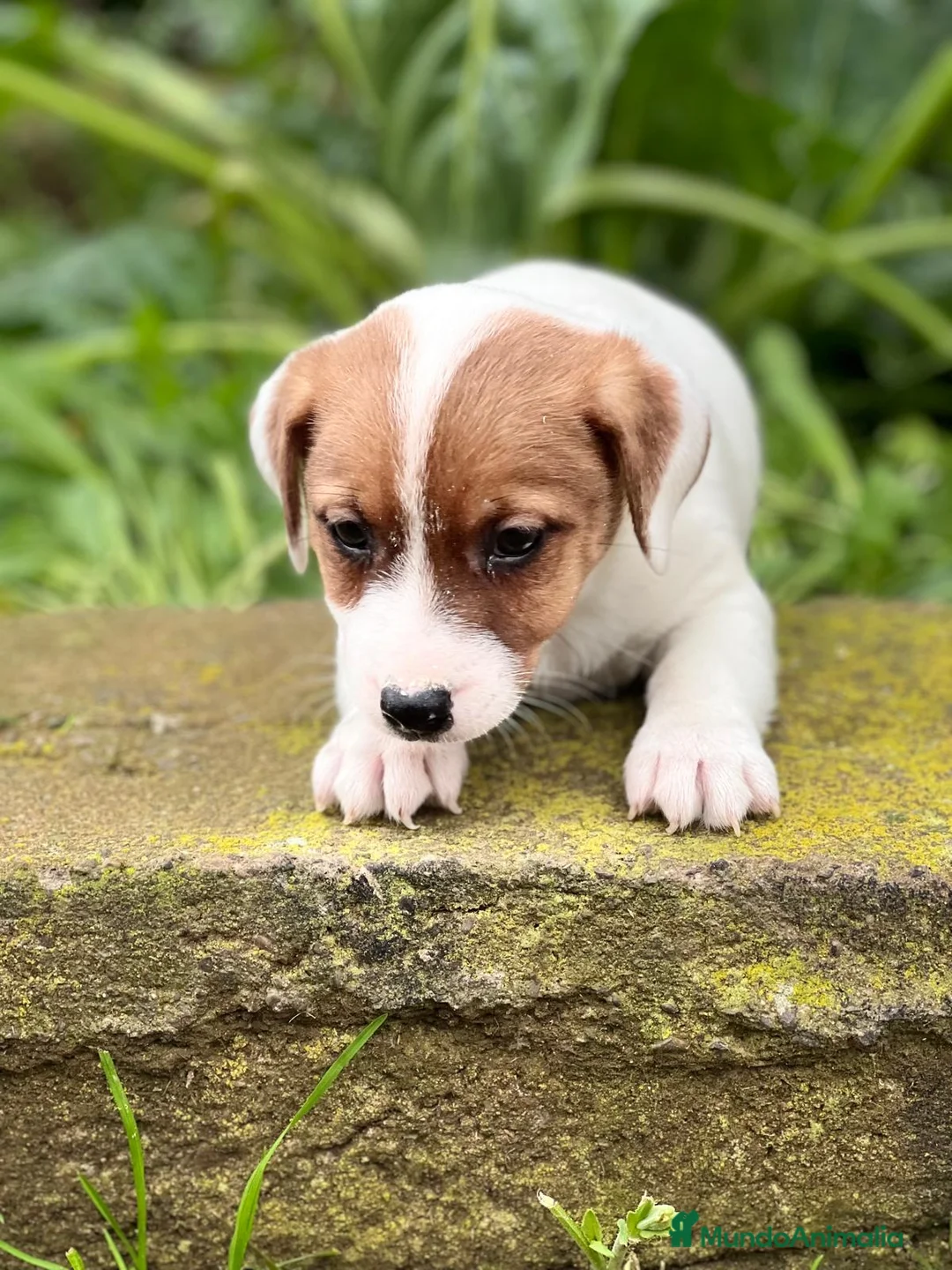 Jack Russell Terrier perros en venta: Jack russell en Barcelona - Anuncio 12
