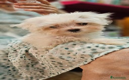 Bichón Maltés perros en venta: Bichon maltés  en Cádiz - Imagen 10
