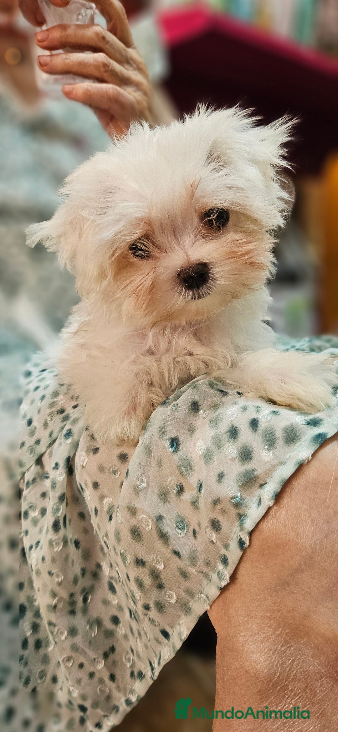 Bichón Maltés perros en venta: Bichon maltés  en Cádiz - Imagen 10