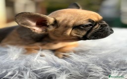 Bulldog Francés perros en venta: Bulldog francés fawn - Anuncio 5