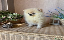 Pomerania perros en venta: Pomerania Macho fotos actuales !!! - Imagen 4