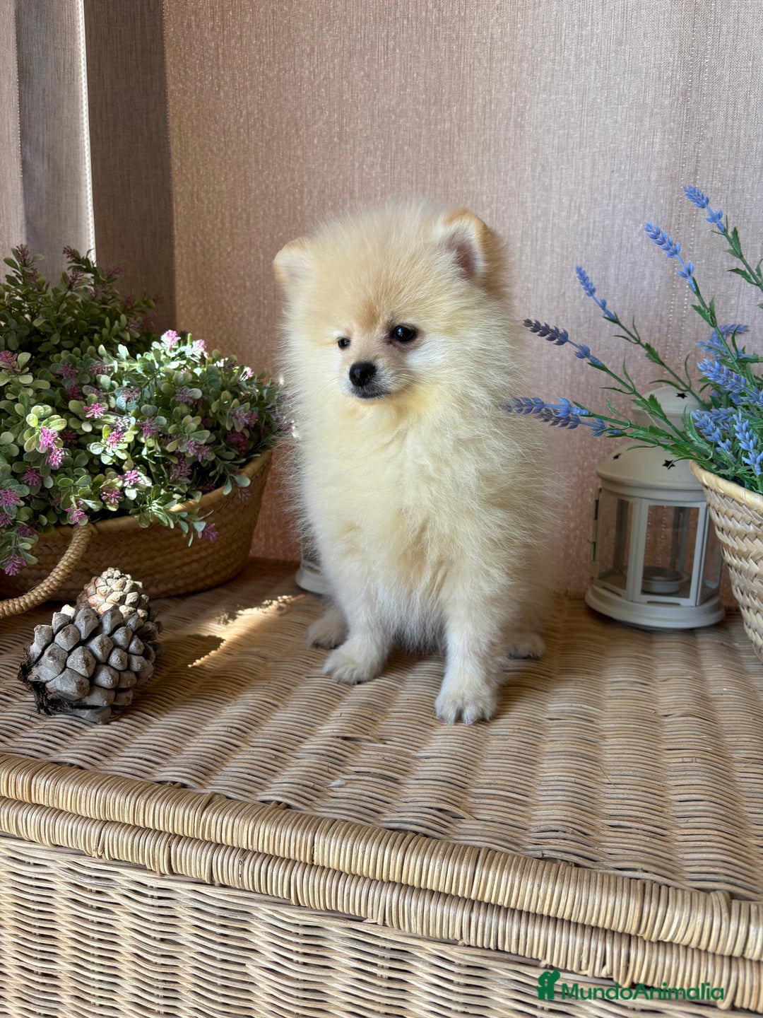Pomerania perros en venta: Pomerania Macho fotos actuales !!! - Imagen 4