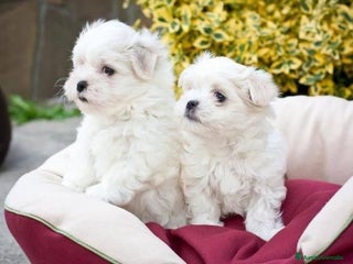 Bichón Maltés perros - Anuncio 6