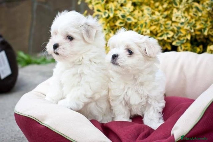 Bichón Maltés perros - Anuncio 4