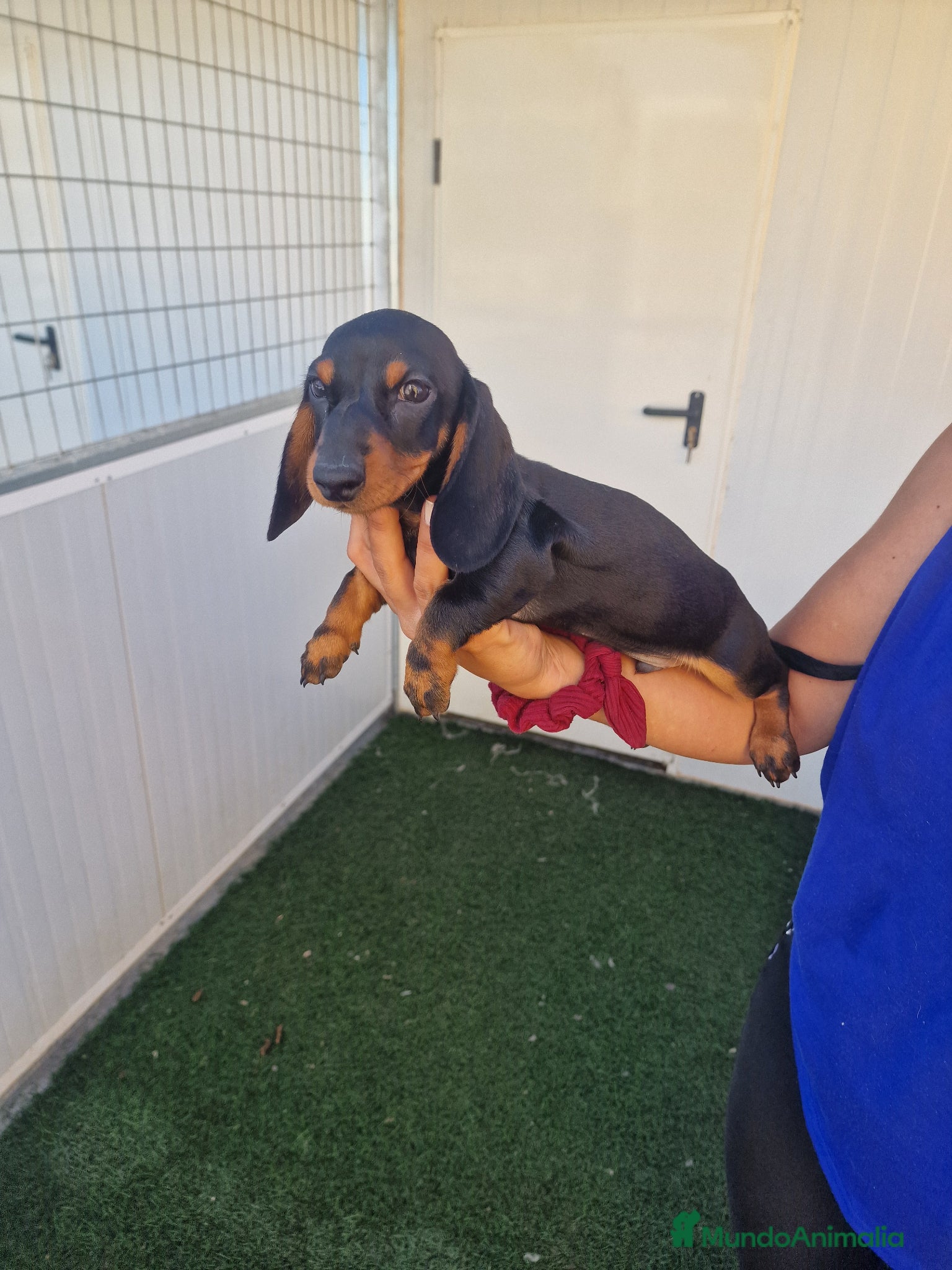 Teckel Miniatura perros Teckel kanichen precio real  - Anuncio 2