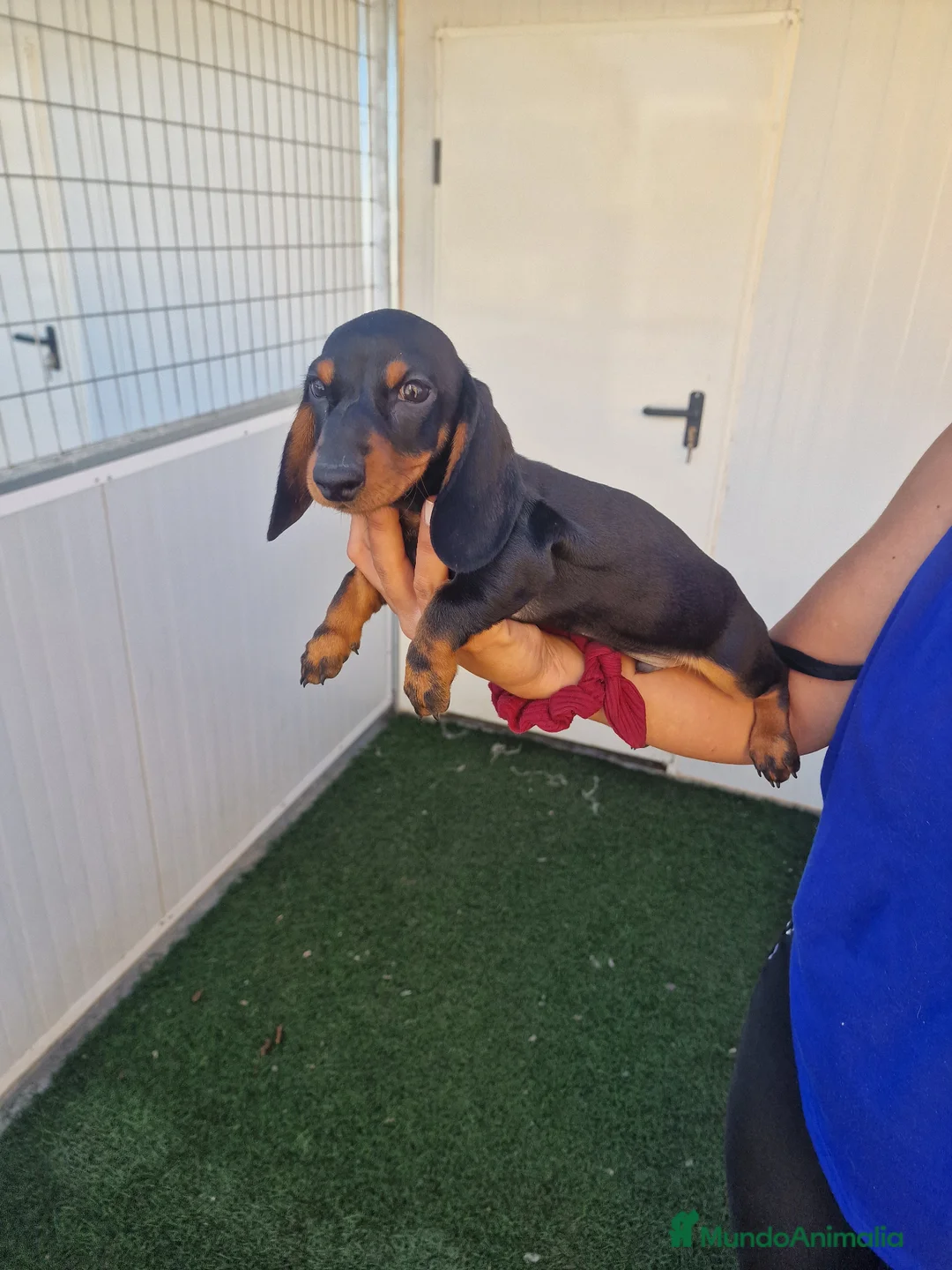 Teckel Miniatura perros en venta: Teckel kanichen precio real  - Anuncio 2