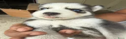 Husky Siberiano perros en venta: HUSKY CACHORROS  - Anuncio 2