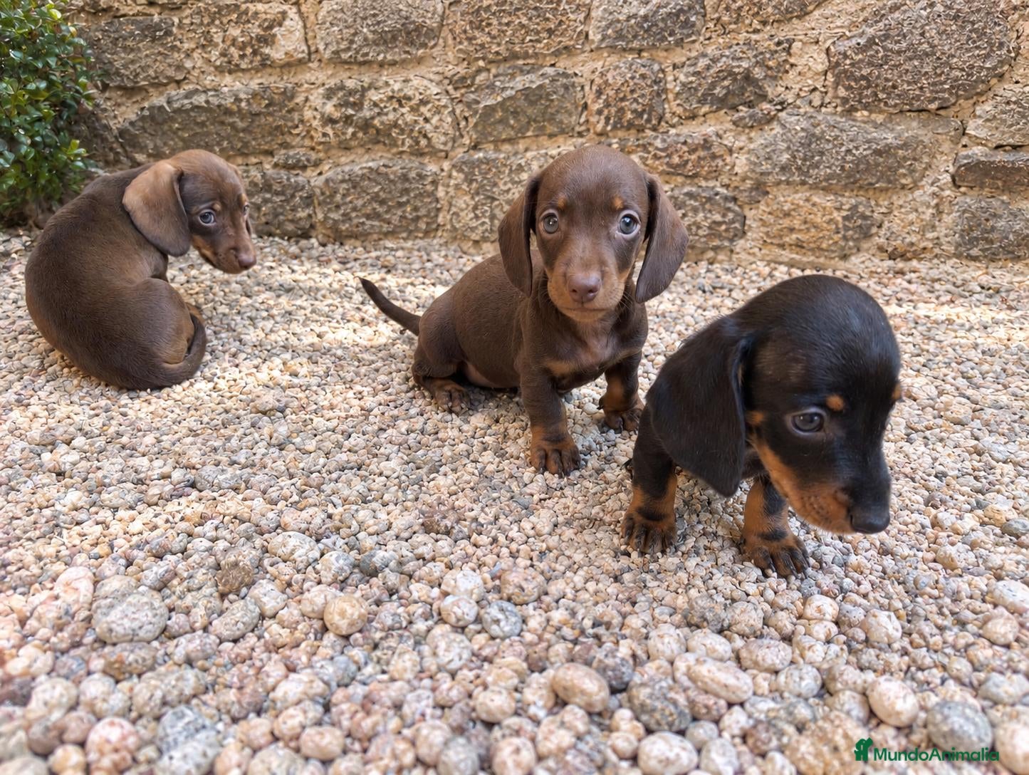 Teckel Miniatura perros Cachorritos de Teckel Kaninchen buscan hogar - Anuncio 1