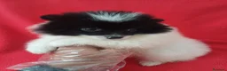 Pomerania perros en venta: Pomerania Panda  - Anuncio 2