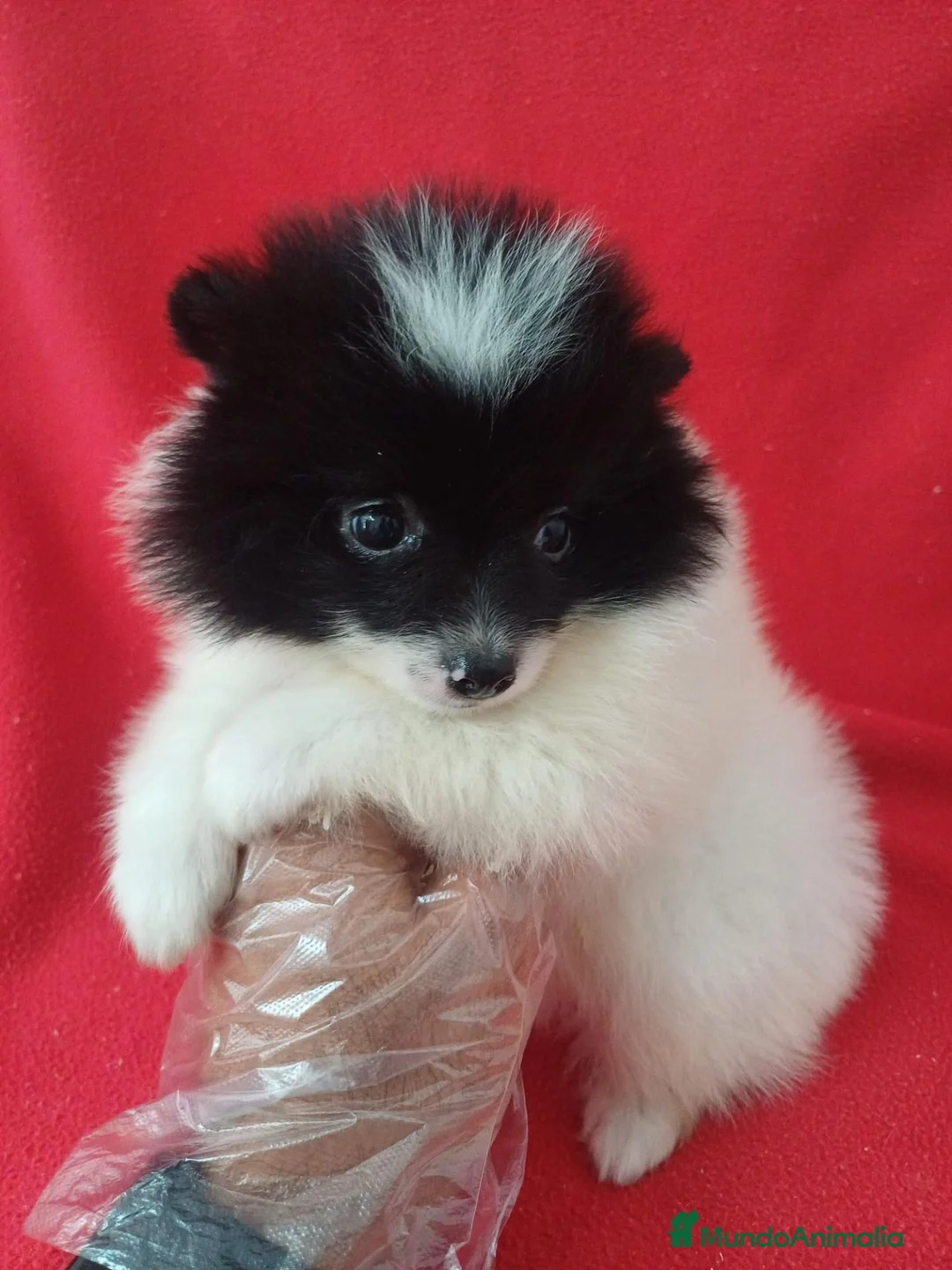 Pomerania perros en venta: Pomerania Panda  - Anuncio 2