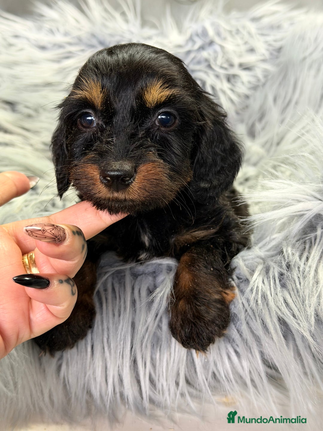 Teckel Miniatura perros en venta: Teckel pelo largo Kaninchen  - Anuncio 3