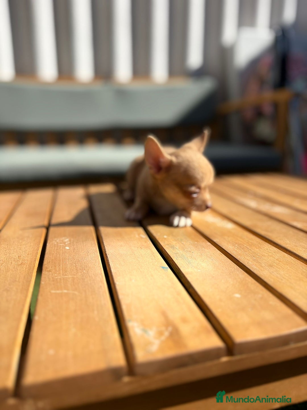 Chihuahua perros en venta: Chihuahua Toy Rusos - Imagen 16