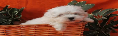 Bichón Maltés Cachorro 8