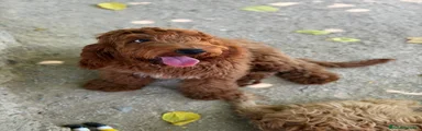 Cockapoo 2