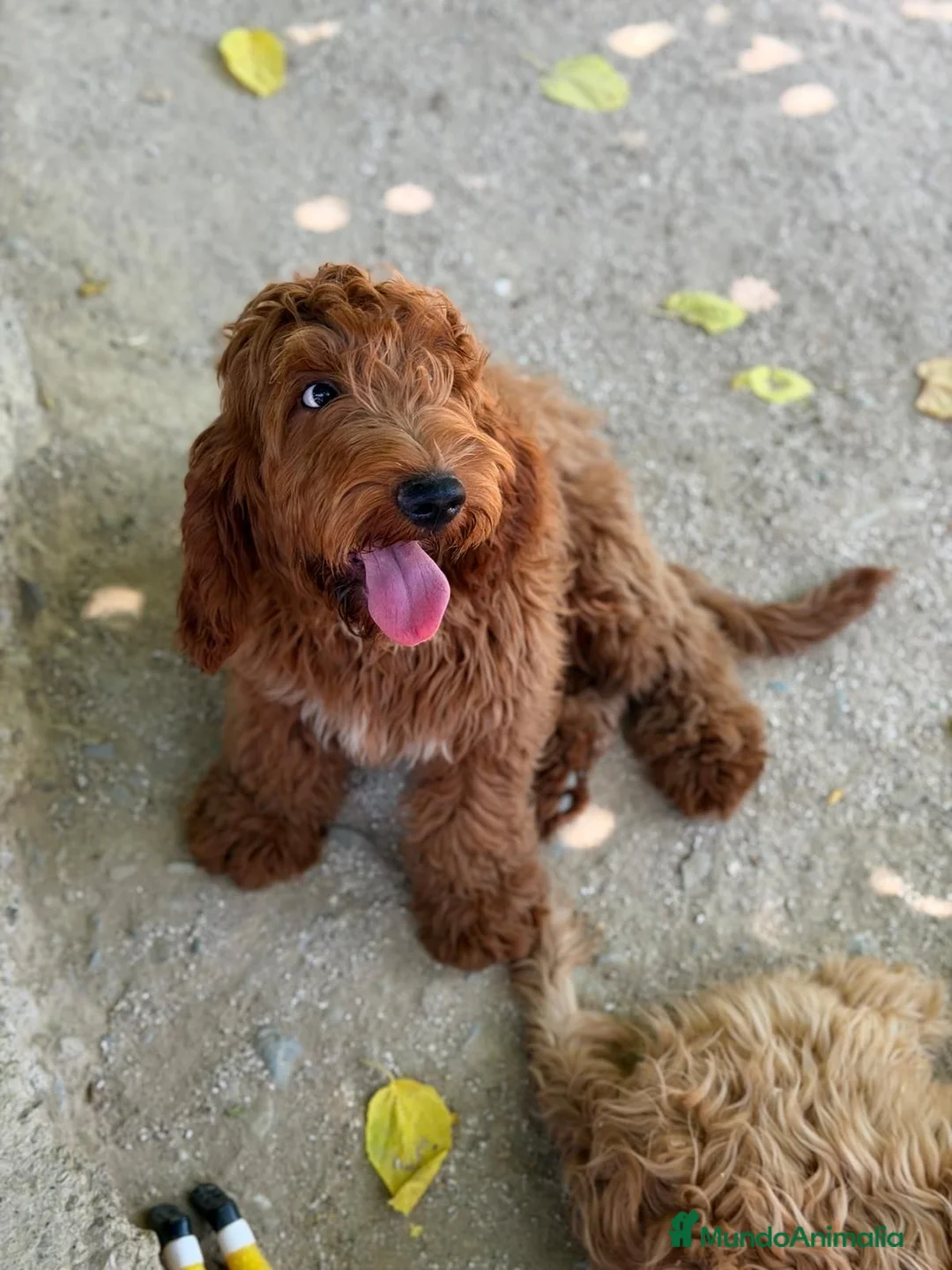 Cockapoo perros en venta: COCKAPOO - Anuncio 6
