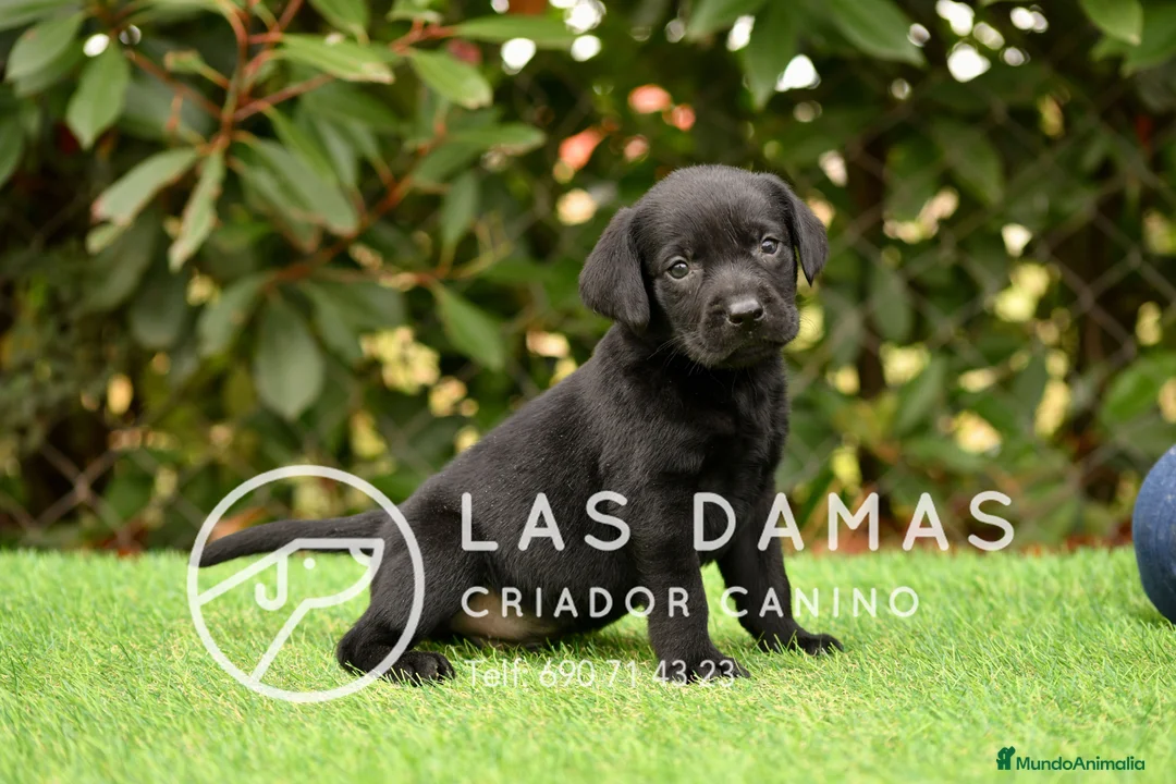 Labrador Retriever perros en venta: Labrador retriever color negro. - Anuncio 2