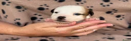 Jack Russell Terrier perros en venta: Cachorros de jack Russell disponibles - Anuncio 6