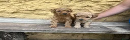 Caniche Toy perros en venta: Caniche Toy hembra  - Anuncio 4