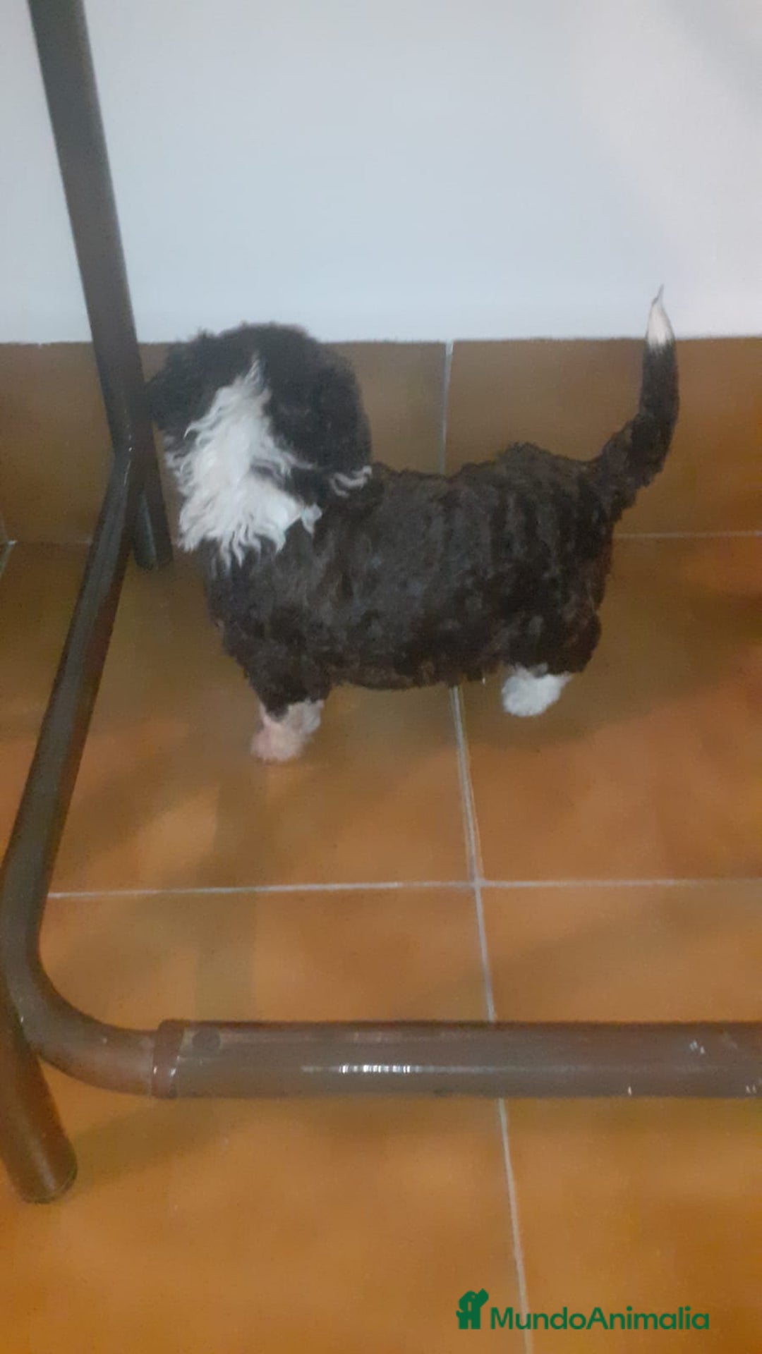 Perro de Agua Español perros en venta: Perros de agua  - Anuncio 4