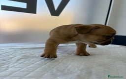 Bulldog Francés perros en venta: Bulldog francés  - Anuncio 5