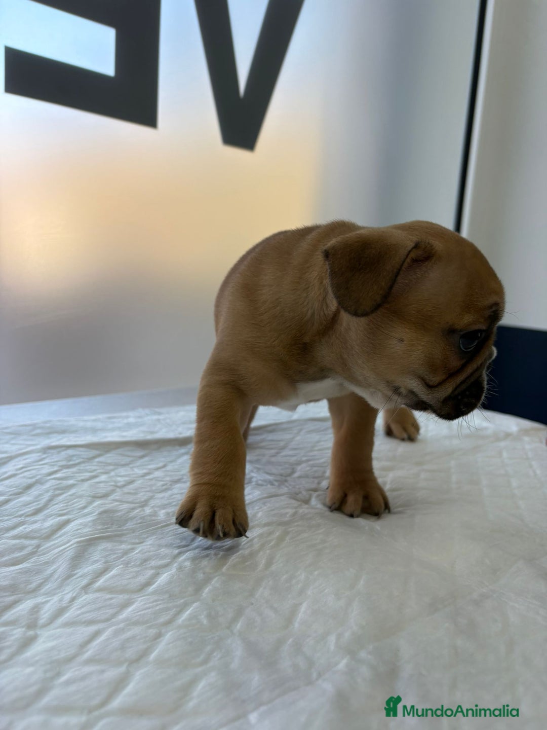 Bulldog Francés perros en venta: Bulldog francés  - Anuncio 5