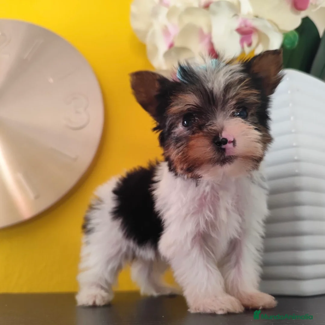 Yorkshire Terrier perros en venta: Yorkshire Biewer Toy - Anuncio 1