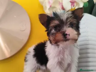 Yorkshire Terrier perros Yorkshire Biewer Toy - Anuncio 1