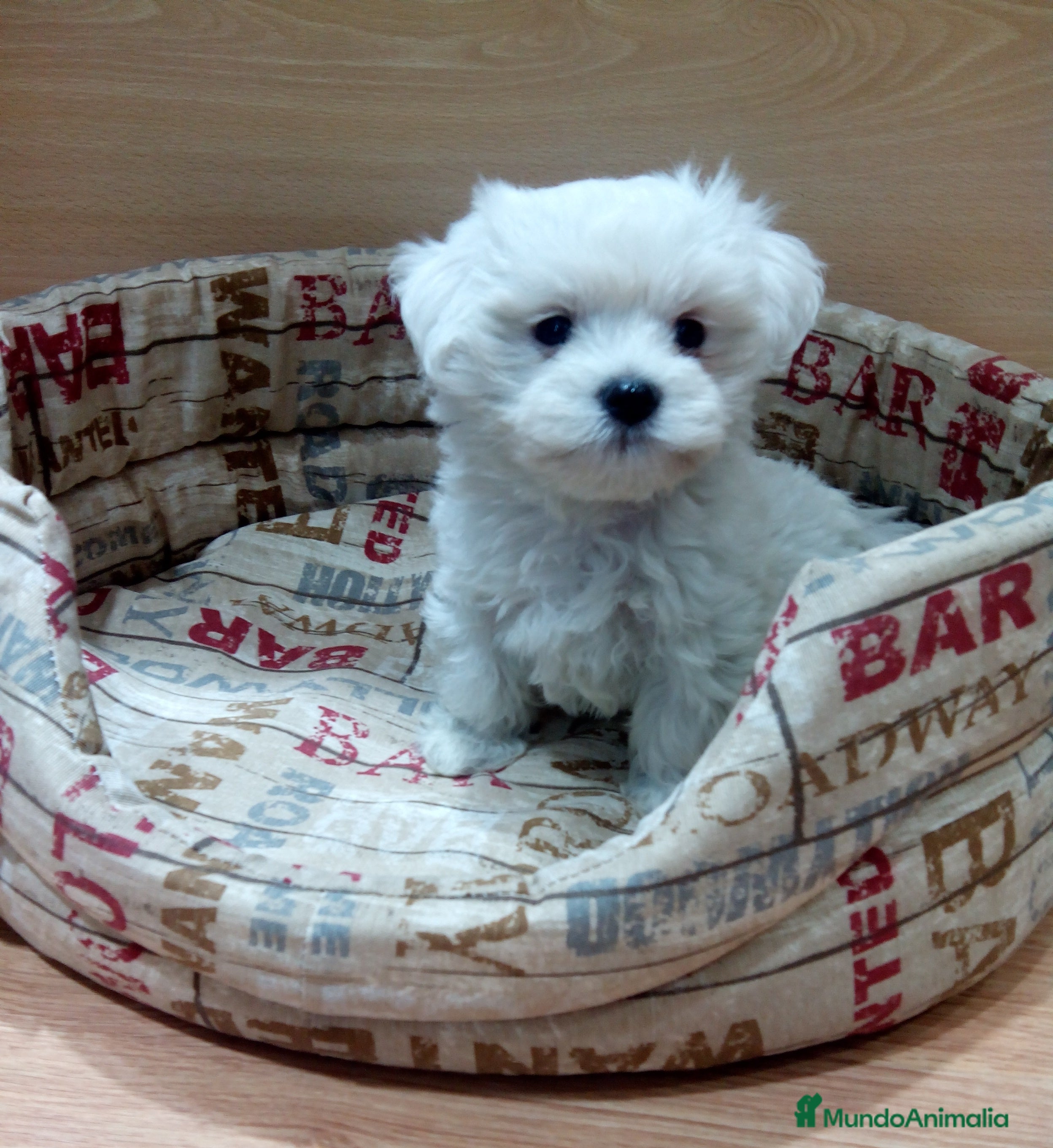 Bichón Maltés perros Bichón Maltés bebes en Barcelona - Anuncio 2