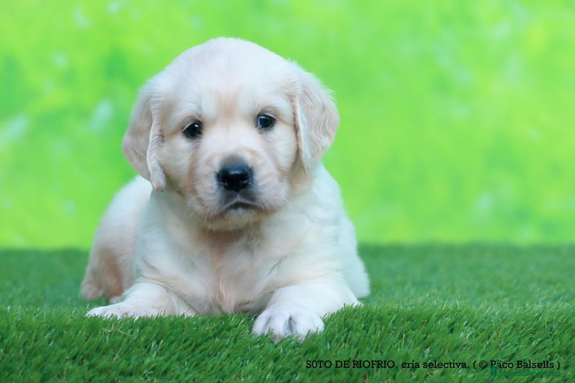 Golden Retriever perros Golden Retriever - Anuncio 2