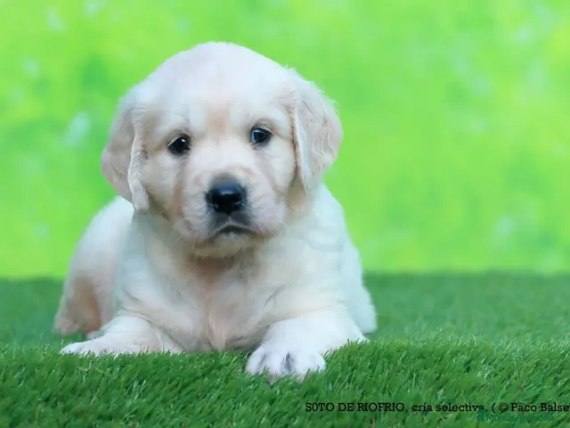 Golden Retriever perros Golden Retriever - Anuncio 2